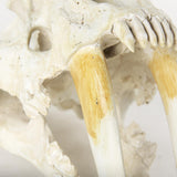 Mercana Fozzil 9L x 9W Resin Sabretooth Skull Replica