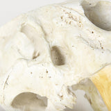 Mercana Fozzil 9L x 9W Resin Sabretooth Skull Replica