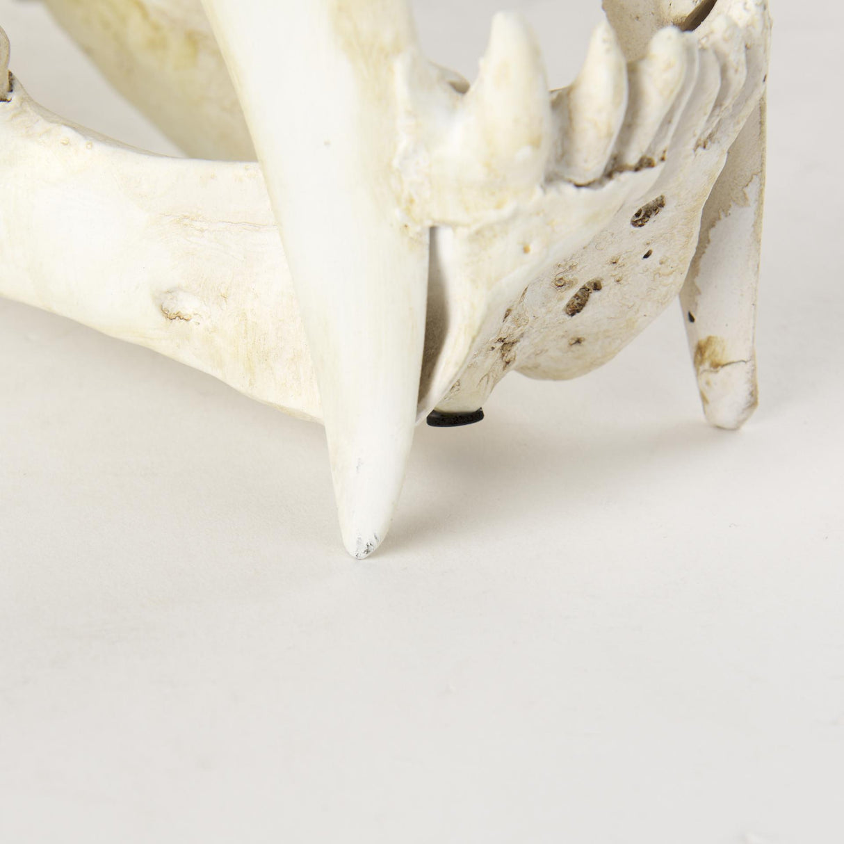 Mercana Fozzil 9L x 9W Resin Sabretooth Skull Replica
