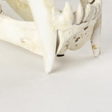 Mercana Fozzil 9L x 9W Resin Sabretooth Skull Replica
