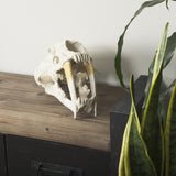 Mercana Fozzil 9L x 9W Resin Sabretooth Skull Replica