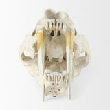 Mercana Fozzil 9L x 9W Resin Sabretooth Skull Replica
