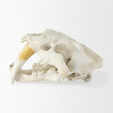 Mercana Fozzil 9L x 9W Resin Sabretooth Skull Replica