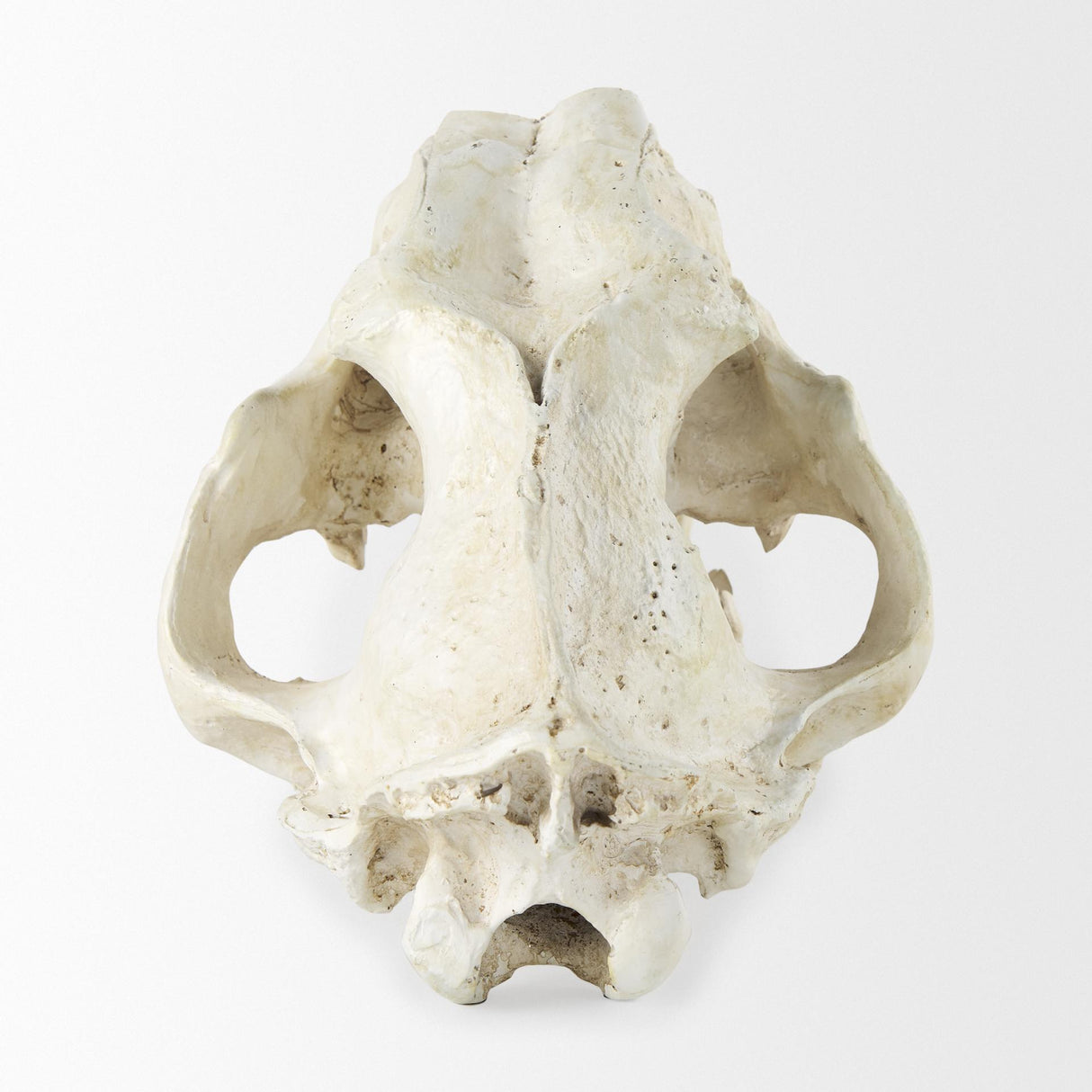 Mercana Fozzil 9L x 9W Resin Sabretooth Skull Replica