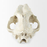 Mercana Fozzil 9L x 9W Resin Sabretooth Skull Replica
