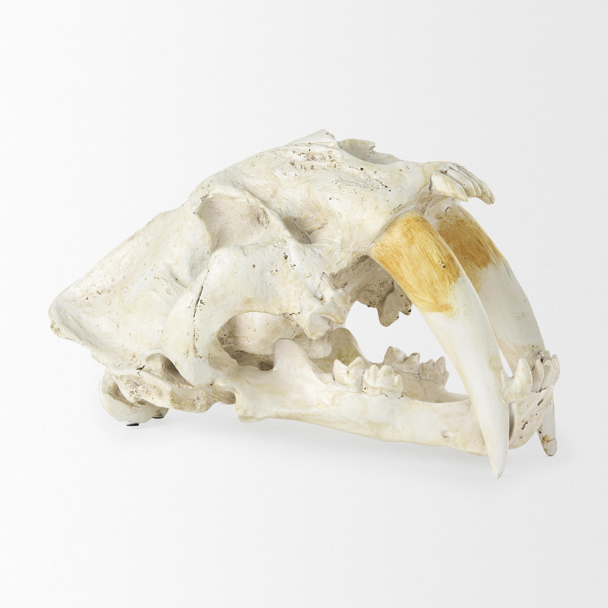 Mercana Fozzil 9L x 9W Resin Sabretooth Skull Replica