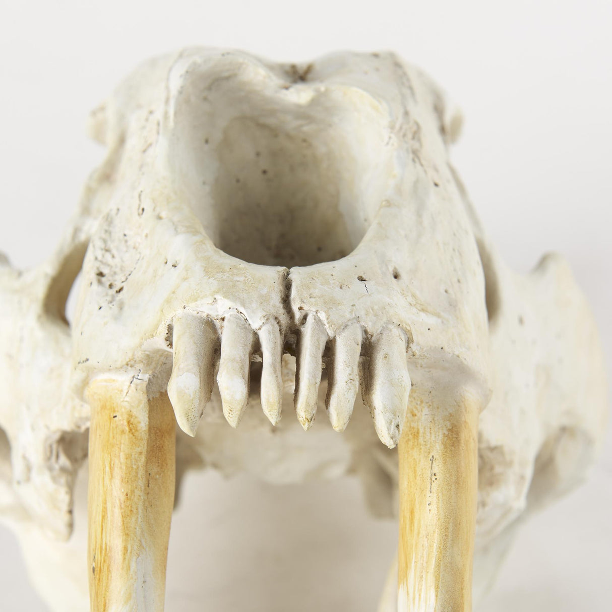 Mercana Fozzil 9L x 9W Resin Sabretooth Skull Replica