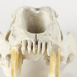 Mercana Fozzil 9L x 9W Resin Sabretooth Skull Replica