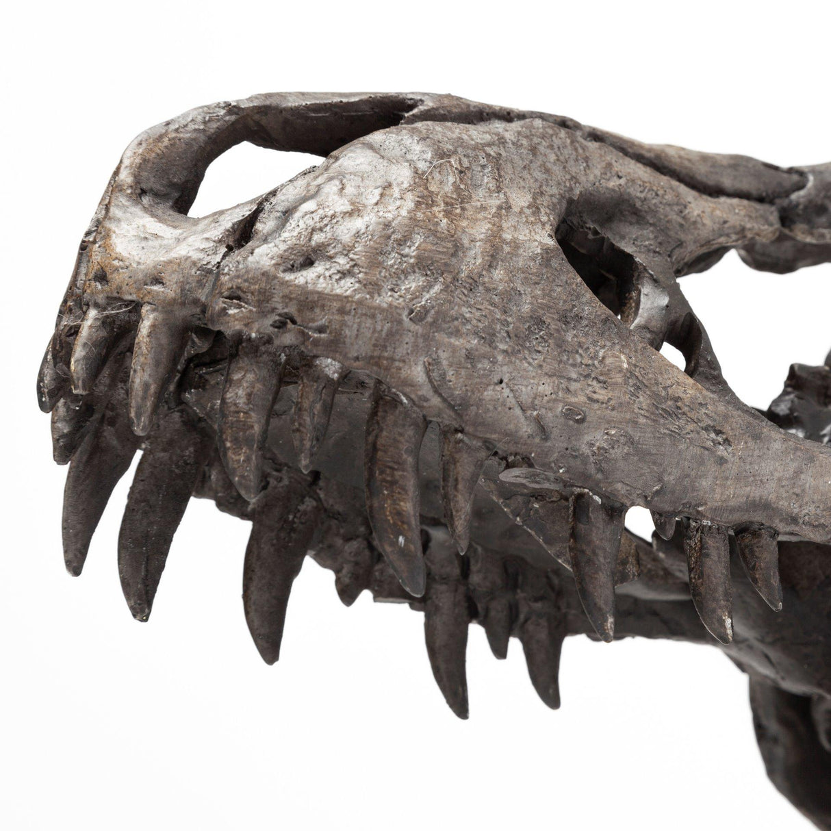 Mercana Jurassic 6L x 10W Brown Resin Tyrannosaurus Skull Replica