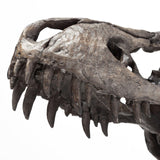 Mercana Jurassic 6L x 10W Brown Resin Tyrannosaurus Skull Replica