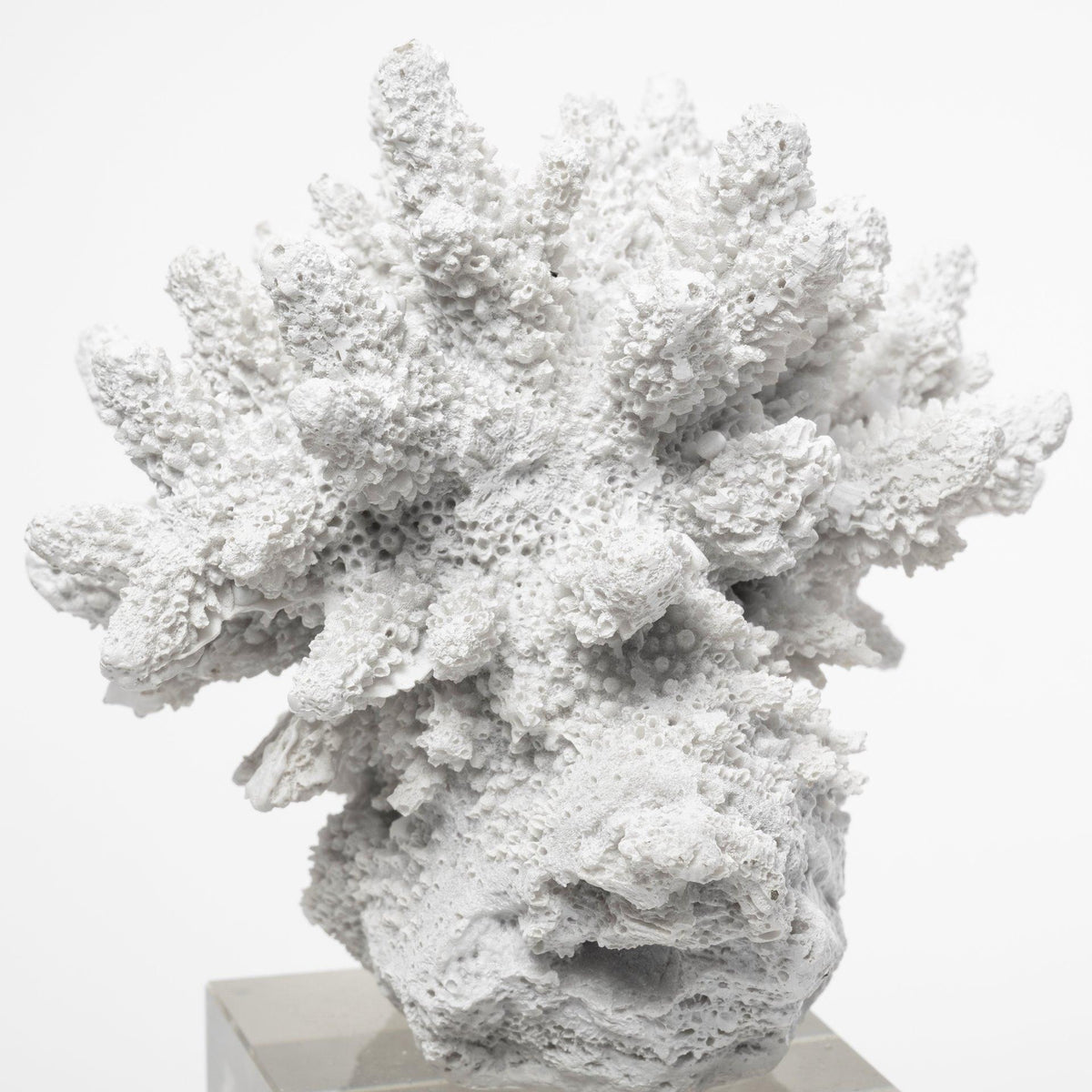 Mercana Isla (Large) 5L x 5W White Replica Resin Coral On Clear White Glass