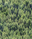 Galerie 45730 The Woods and Wicker Floral Green Wallpaper 45730 Green Wallpaper