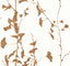 Ronald Redding Designs Ginkgo Silhouette Light Brown Wallpaper