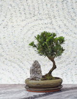 Cole & Son MEDITATION STONE STONE Wallpaper