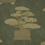 Schumacher Bonsai Tree Olive Wallpaper