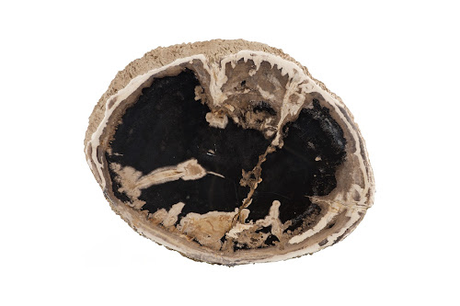 Phillips Collection Chaka Petrified Rough Cream Stool