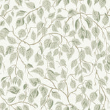 A-Street Prints Hängbjörk Sage Vine Wallpaper