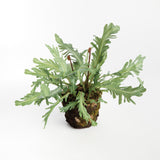 Napa Green BIRDS NEST FERN DROP-IN 13.5