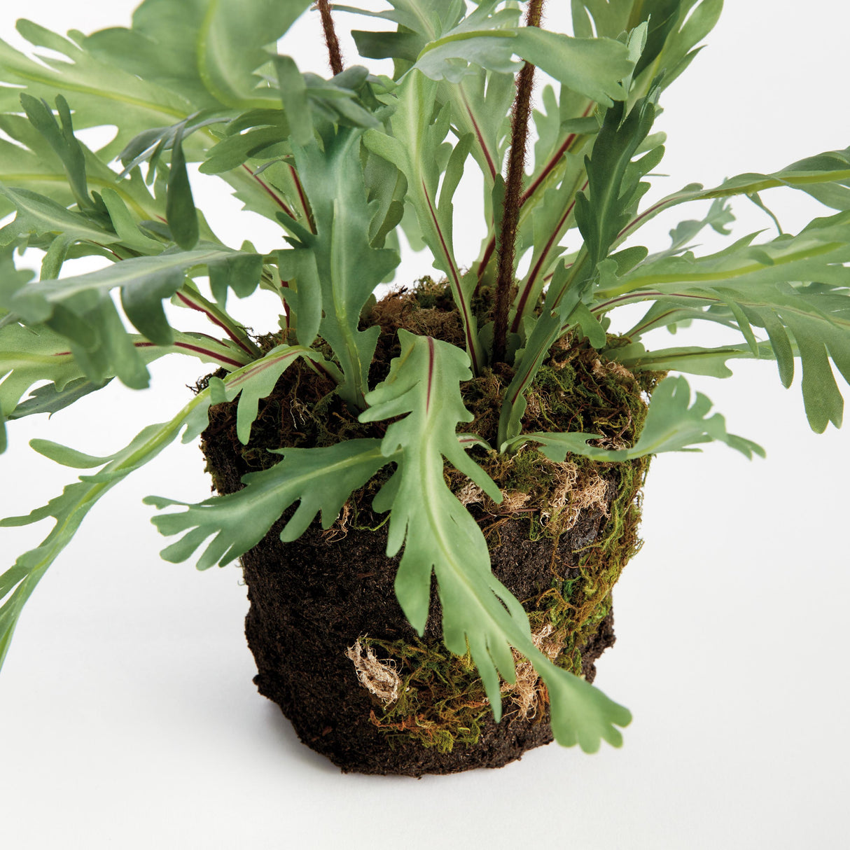 Napa Green BIRDS NEST FERN DROP-IN 13.5