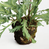 Napa Green BIRDS NEST FERN DROP-IN 13.5
