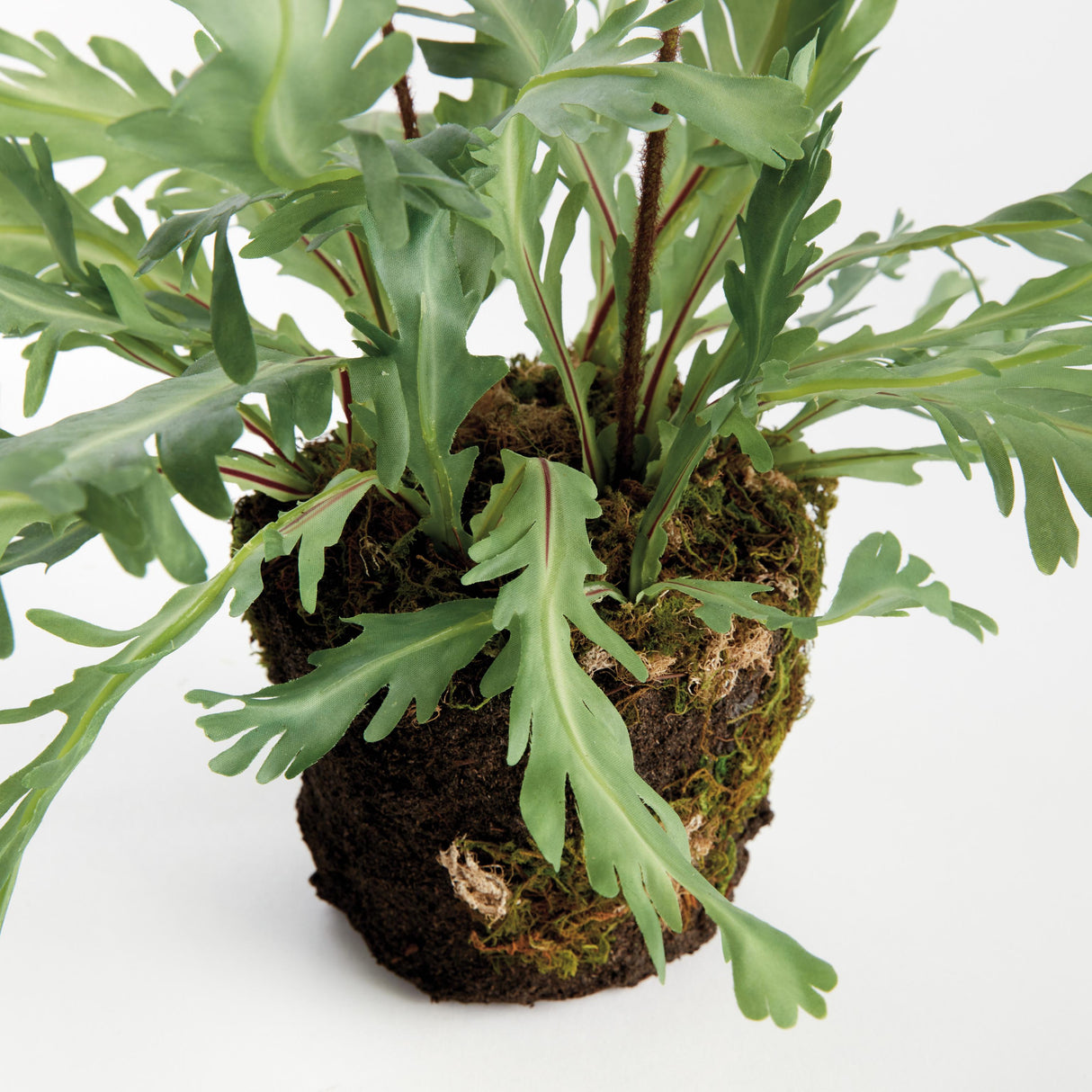 Napa Green BIRDS NEST FERN DROP-IN 13.5