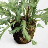 Napa Green BIRDS NEST FERN DROP-IN 13.5