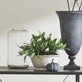 Napa Green BIRDS NEST FERN DROP-IN 13.5