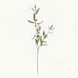 Napa Green OLIVE STEMS WITH OLIVES 32", SET OF 4