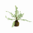 Napa Green RABBIT FOOT DROP-IN 9"