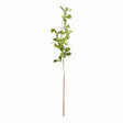 Napa Green SHADY LADY BLACK OLIVE STEMS 28", SET OF 4