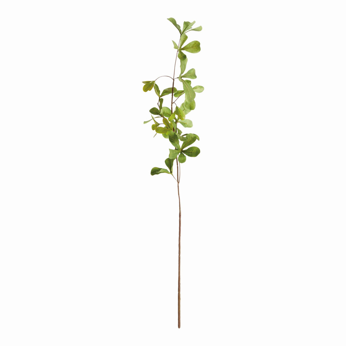 Napa Green SHADY LADY BLACK OLIVE STEMS 28", SET OF 4