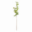 Napa Green SHADY LADY BLACK OLIVE STEMS 28", SET OF 4