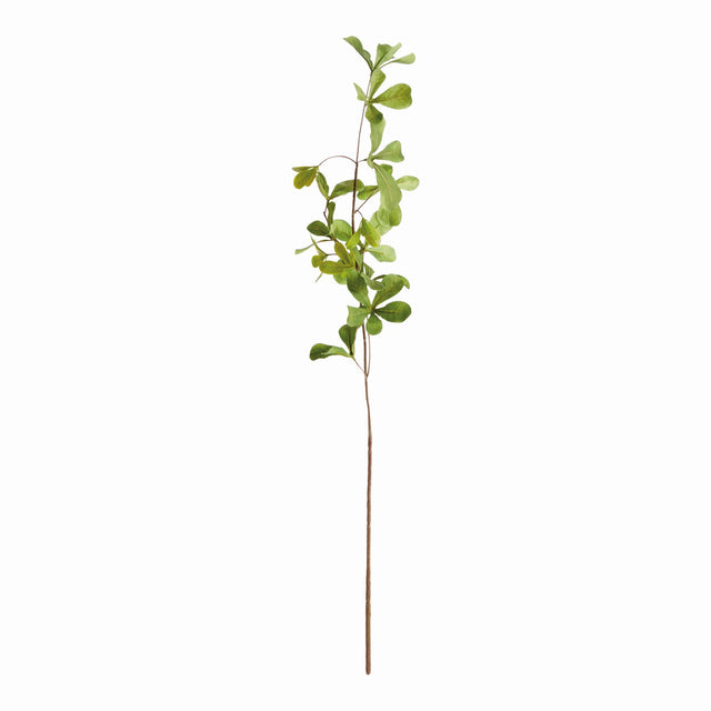 Napa Green SHADY LADY BLACK OLIVE STEMS 28", SET OF 4