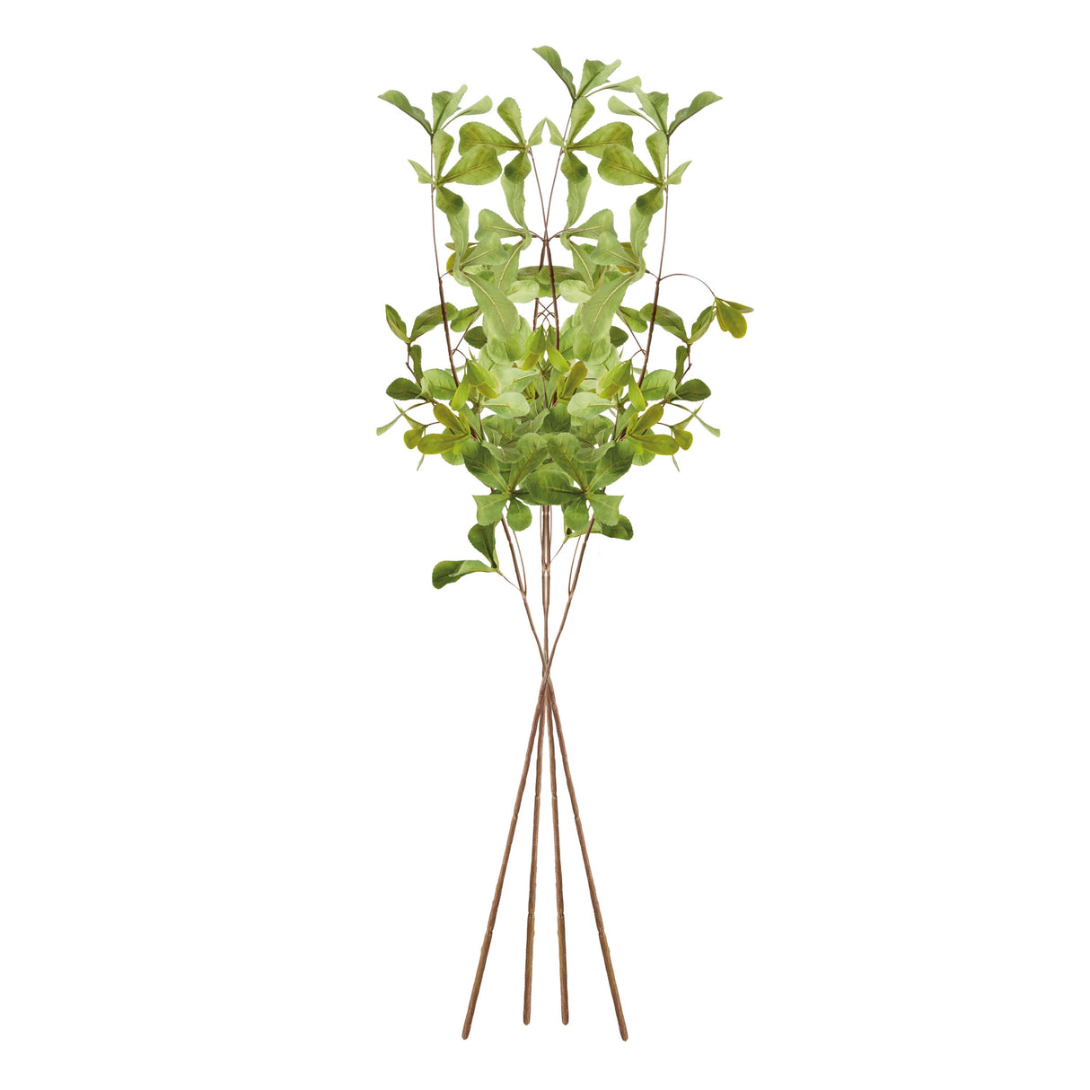 Napa Green SHADY LADY BLACK OLIVE STEMS 28", SET OF 4