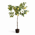Napa Green/Yellow FAUX LEMON TREE DROP-IN 49"