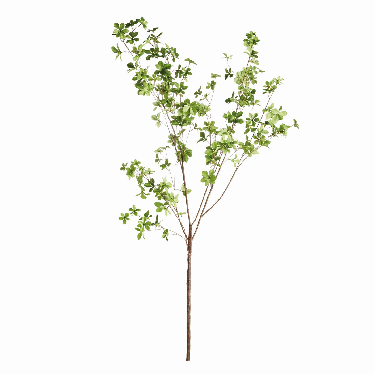 Napa Green SHADY LADY BLACK OLIVE BRANCHES 56", SET OF 2