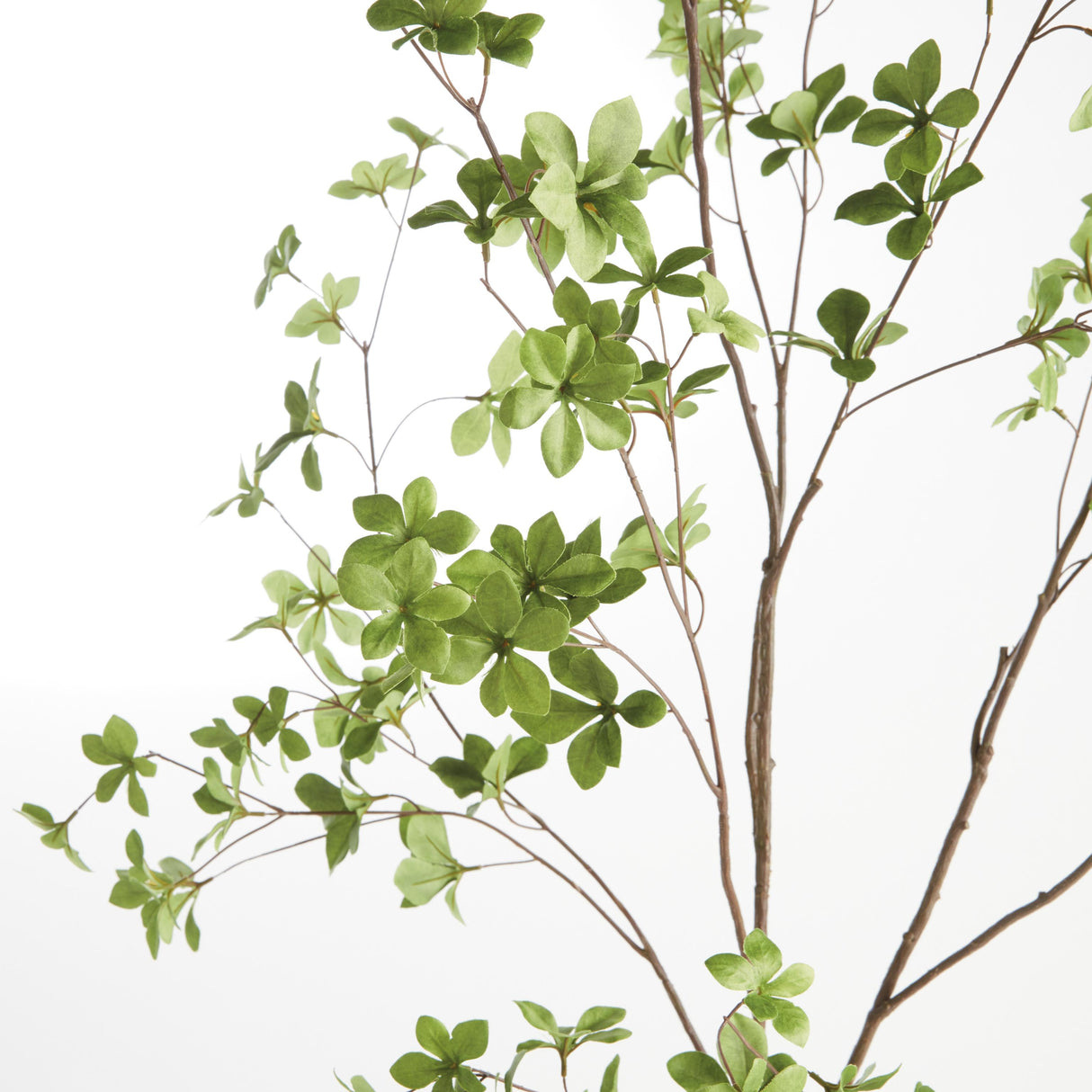 Napa Green SHADY LADY BLACK OLIVE BRANCHES 56", SET OF 2