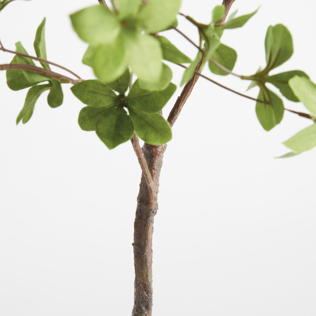 Napa Green SHADY LADY BLACK OLIVE BRANCHES 56", SET OF 2