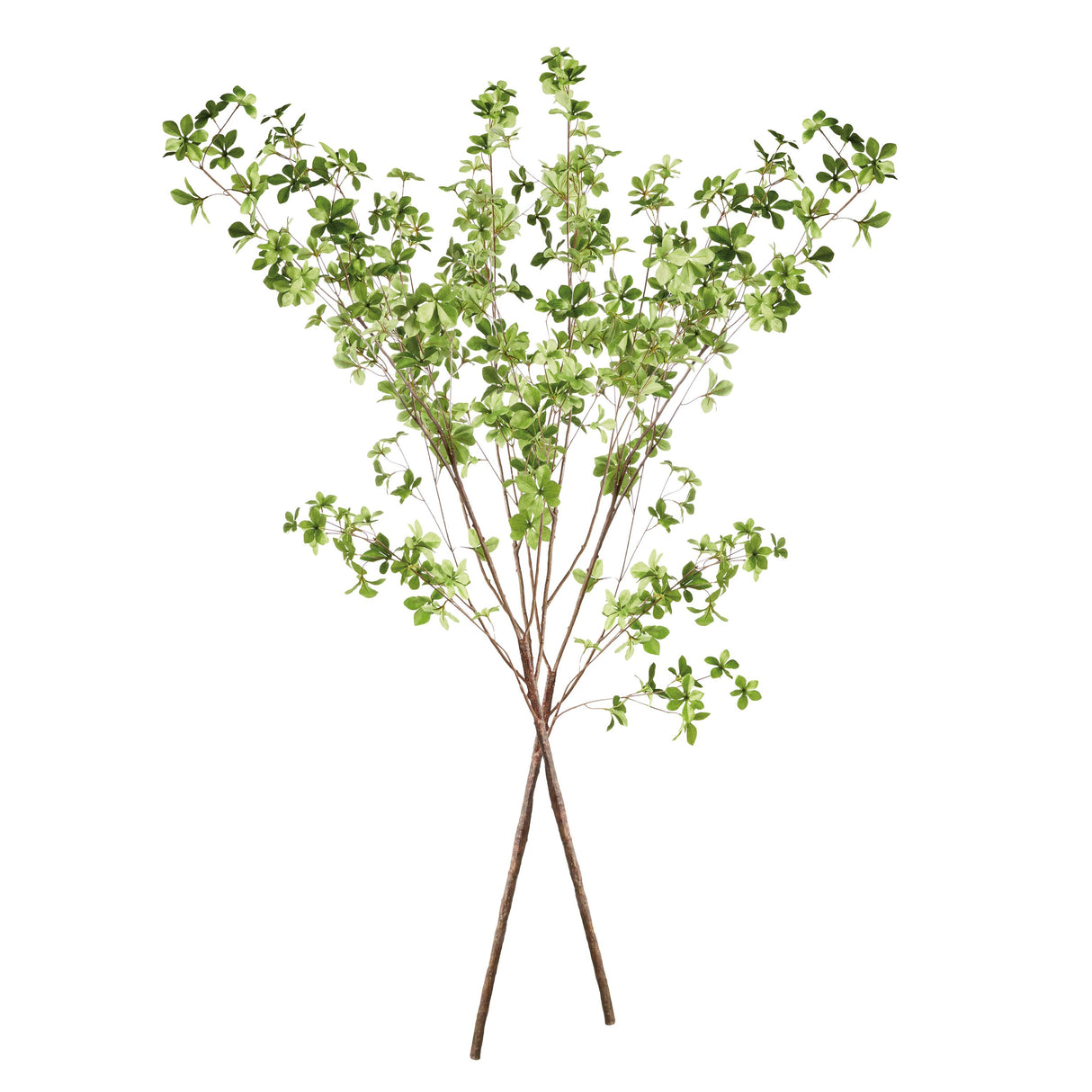 Napa Green SHADY LADY BLACK OLIVE BRANCHES 56", SET OF 2