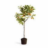 Napa Green/Orange FAUX KUMQUAT TREE DROP-IN 33"