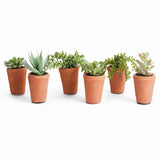 Napa Green POTTED SUCCULENTS 8.5", SET OF 6