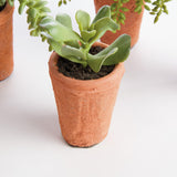 Napa Green POTTED SUCCULENTS 8.5", SET OF 6