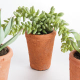 Napa Green POTTED SUCCULENTS 8.5", SET OF 6