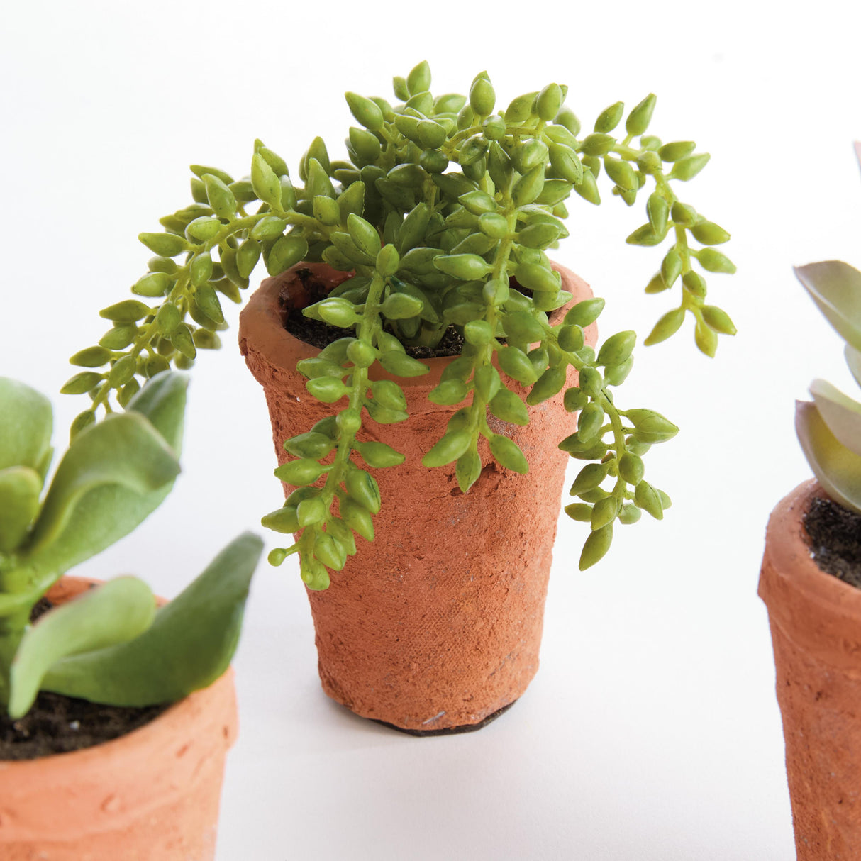 Napa Green POTTED SUCCULENTS 8.5", SET OF 6