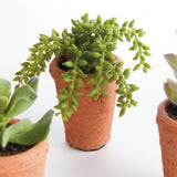 Napa Green POTTED SUCCULENTS 8.5", SET OF 6