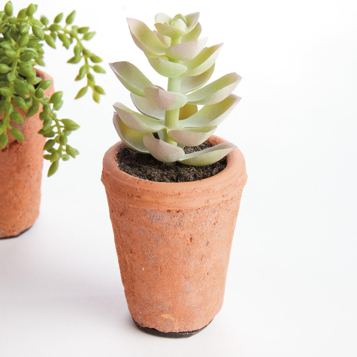Napa Green POTTED SUCCULENTS 8.5", SET OF 6