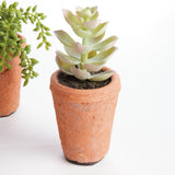 Napa Green POTTED SUCCULENTS 8.5", SET OF 6