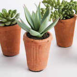 Napa Green POTTED SUCCULENTS 8.5", SET OF 6