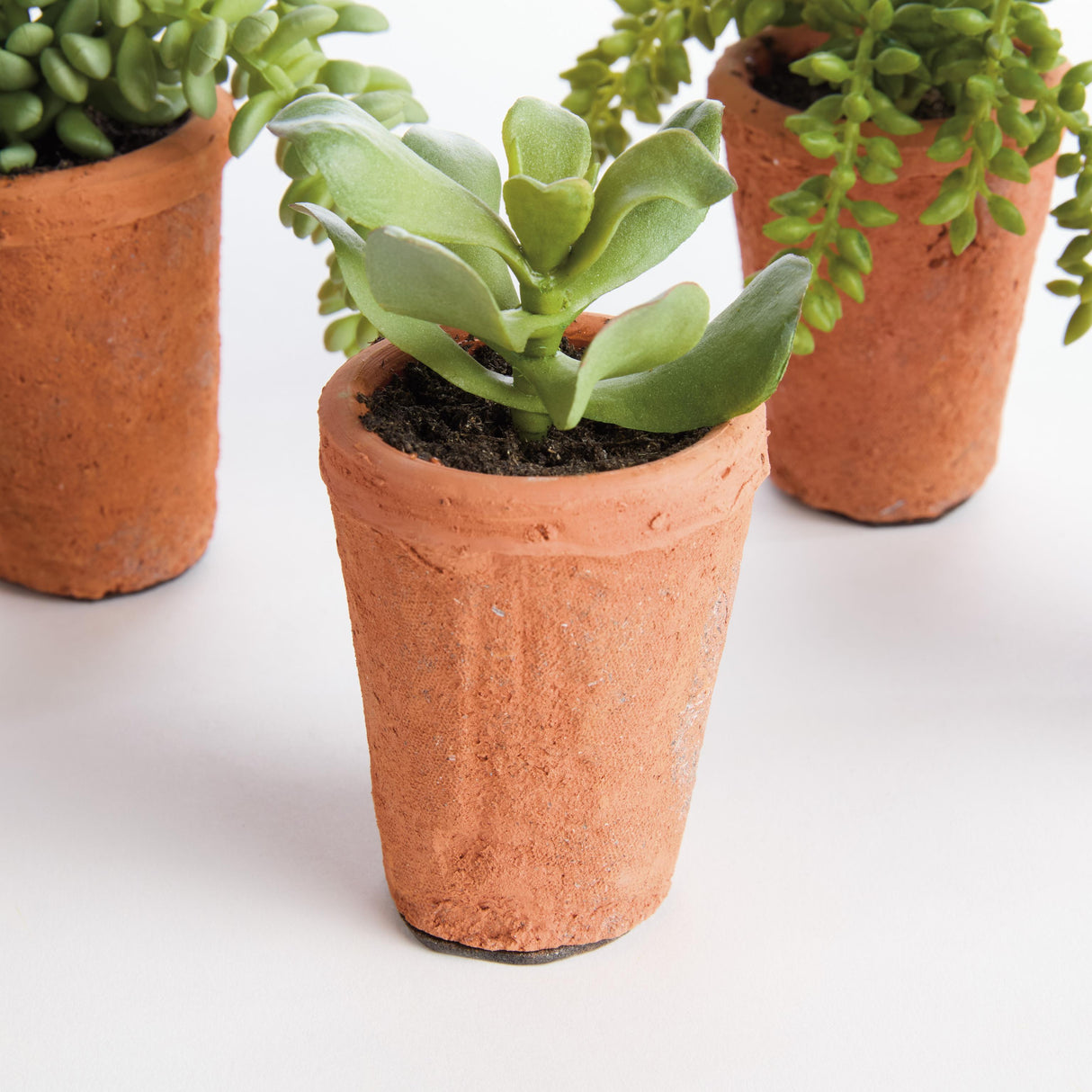 Napa Green POTTED SUCCULENTS 8.5", SET OF 6