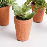 Napa Green POTTED SUCCULENTS 8.5", SET OF 6